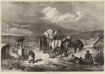 Un claro en el Nuevo Bosque